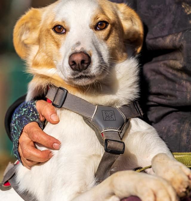 Ciko