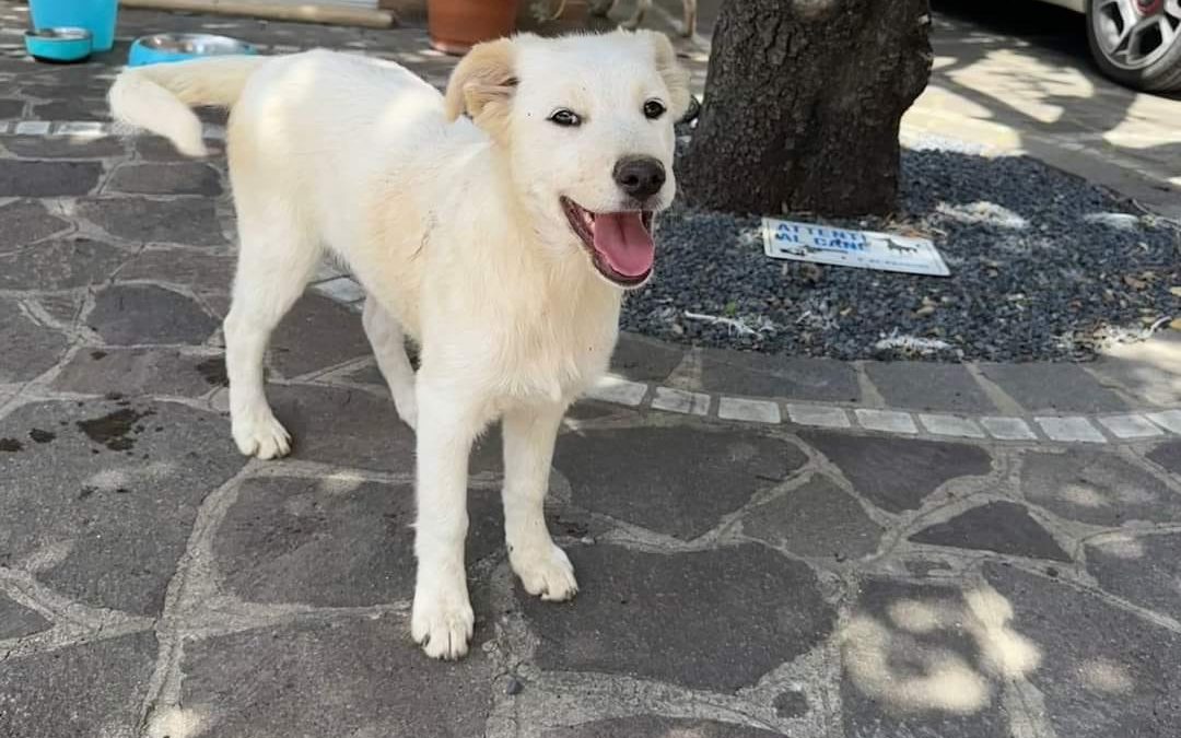 Bimba