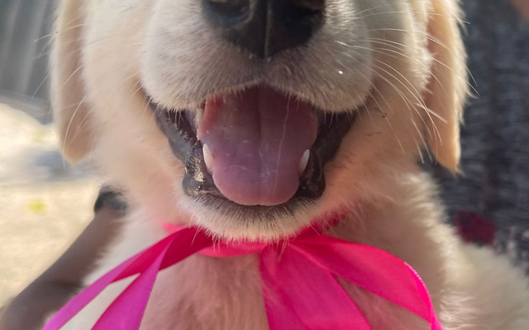 Bella