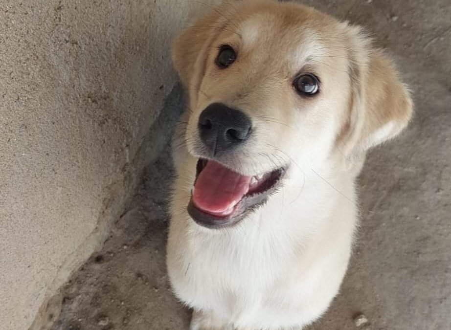 Max