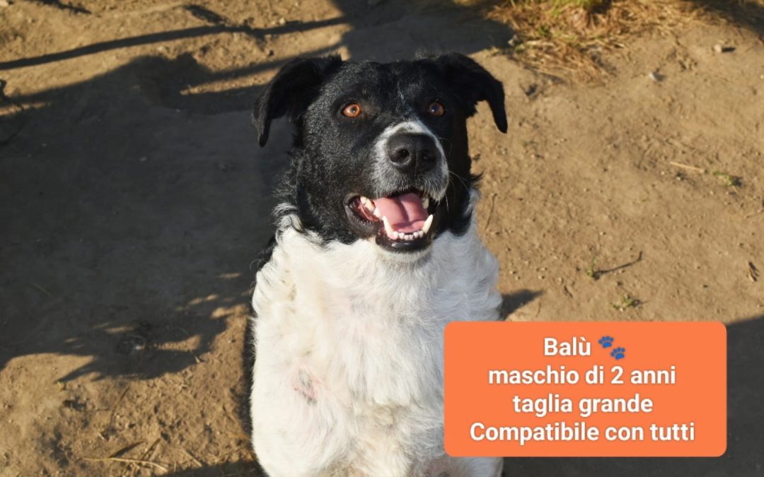 Balu
