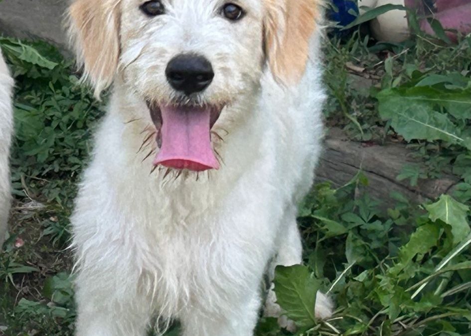 Heidi