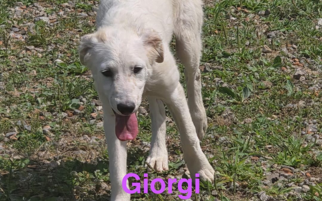 Girogi