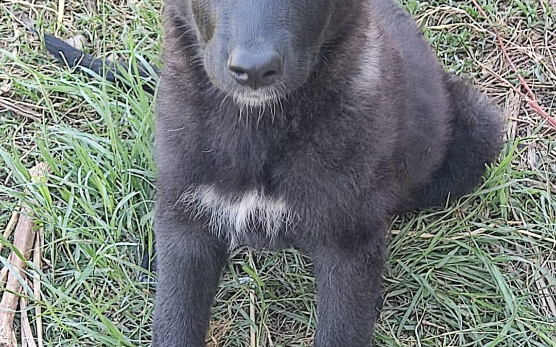 MORA