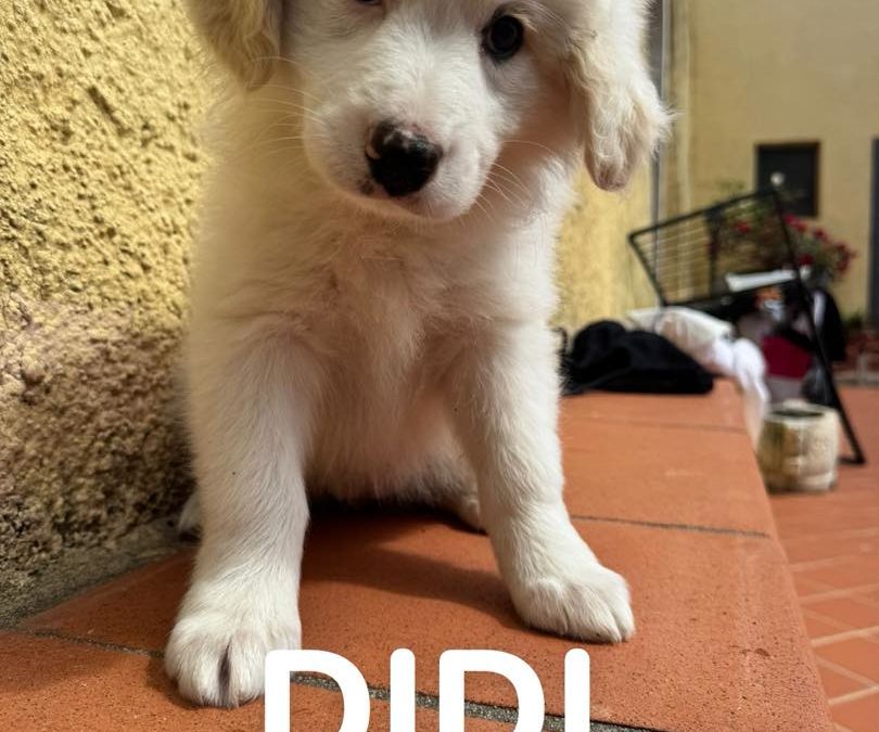 Didi