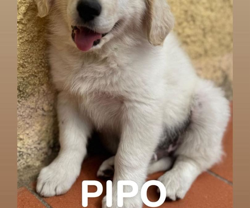 Pipo