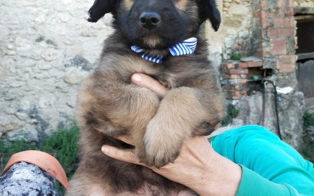 Orso