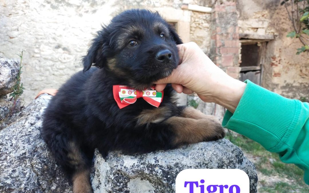 Tigro