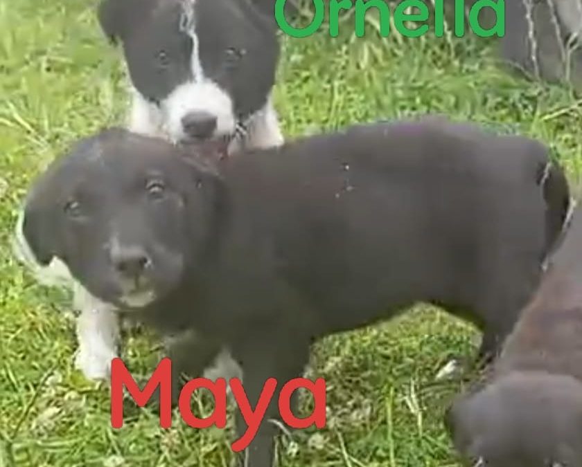Maya