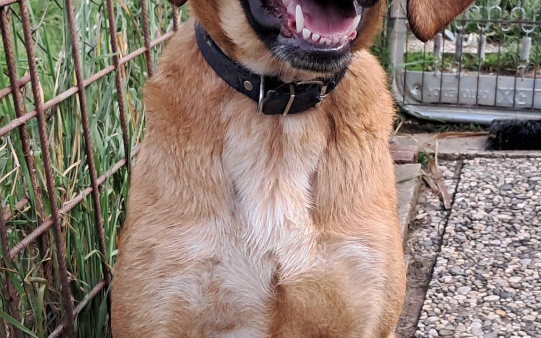 Hank