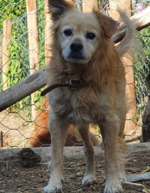 Pippo