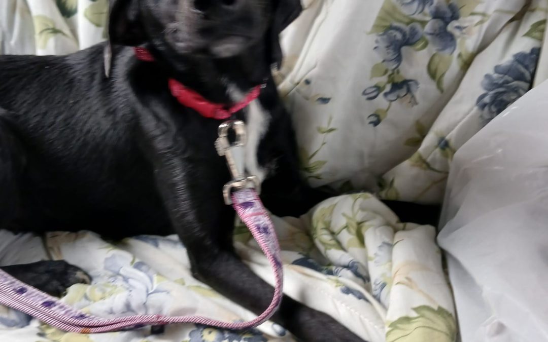 Lola