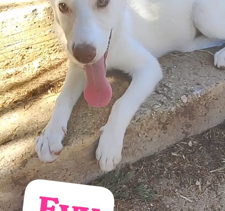 Evy