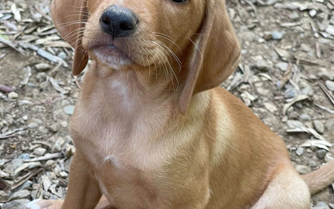 Simba