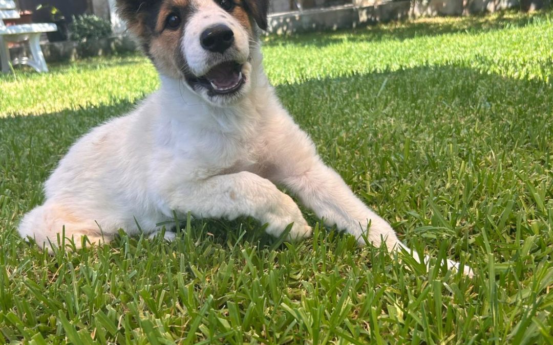 Brilla