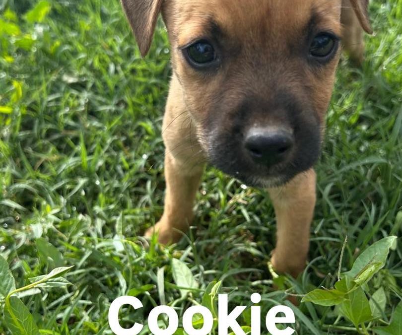 Cookie
