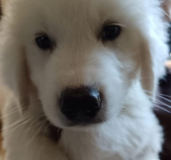 Willy
