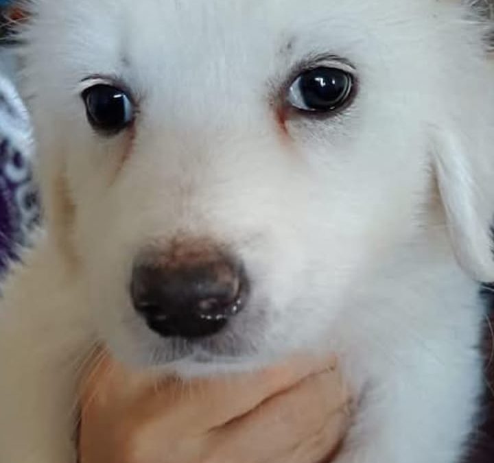 Maya