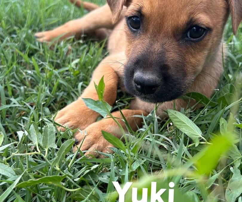 Yuki