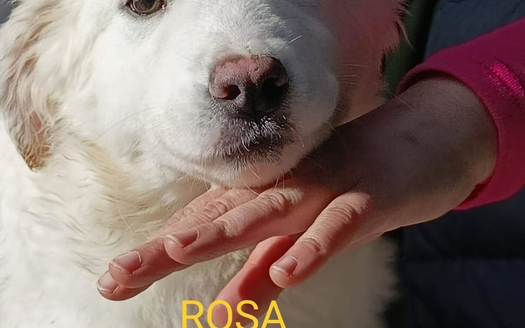 Rosa