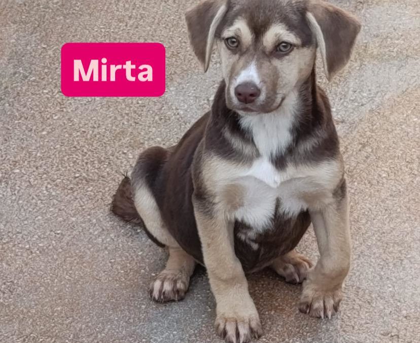 Mirta