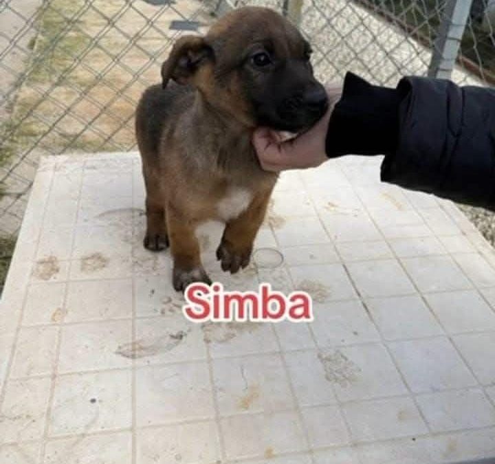 Simba