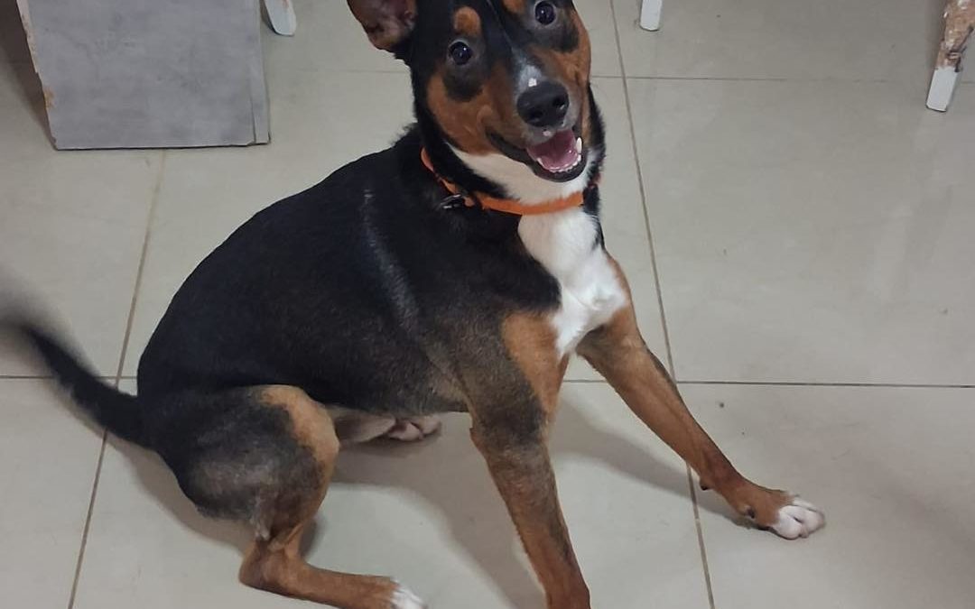 Axel