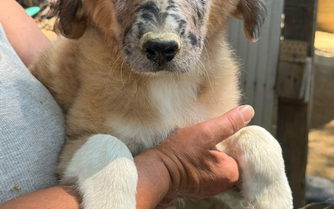 Simba