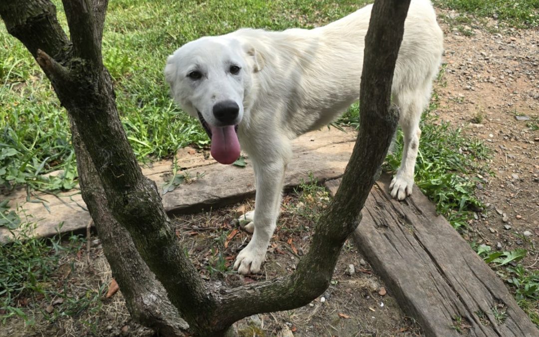 Coco
