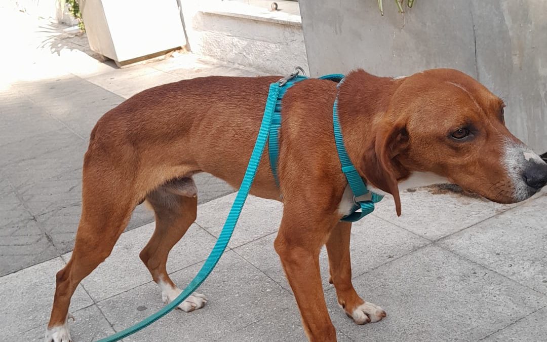 Doby