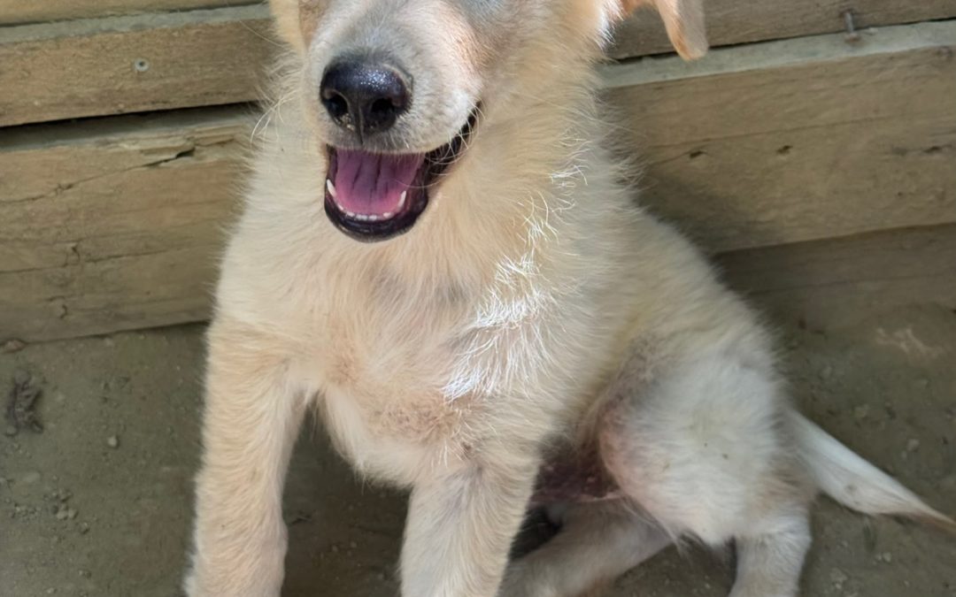 Max