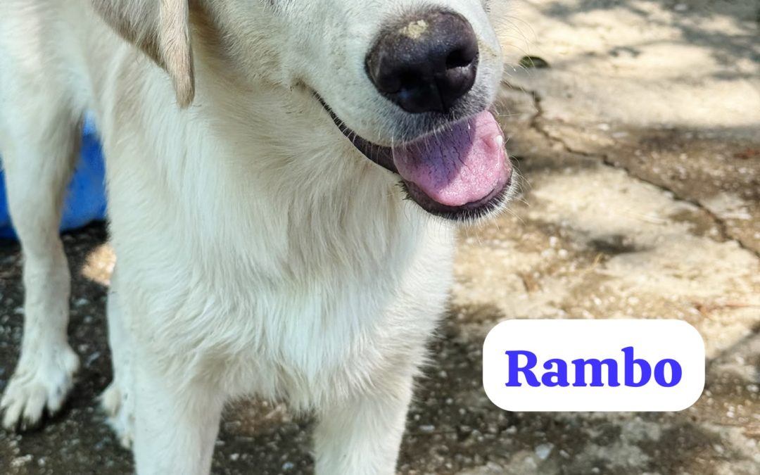Rambo