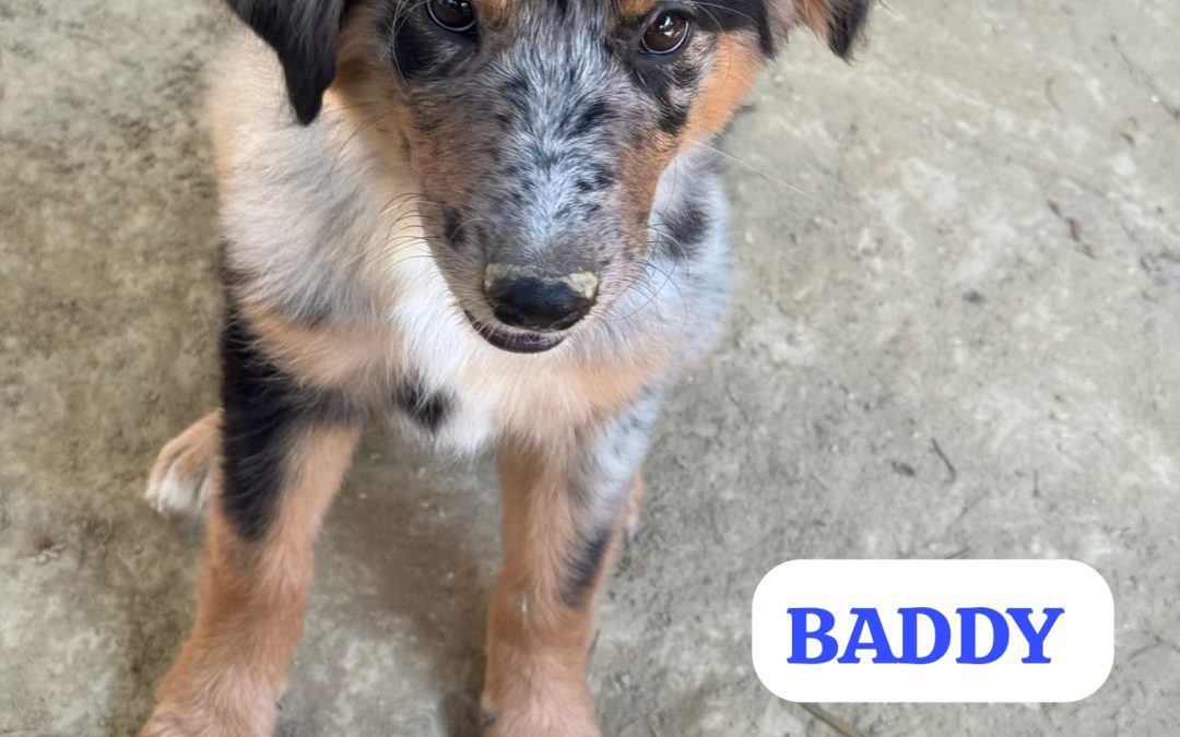 Baddy