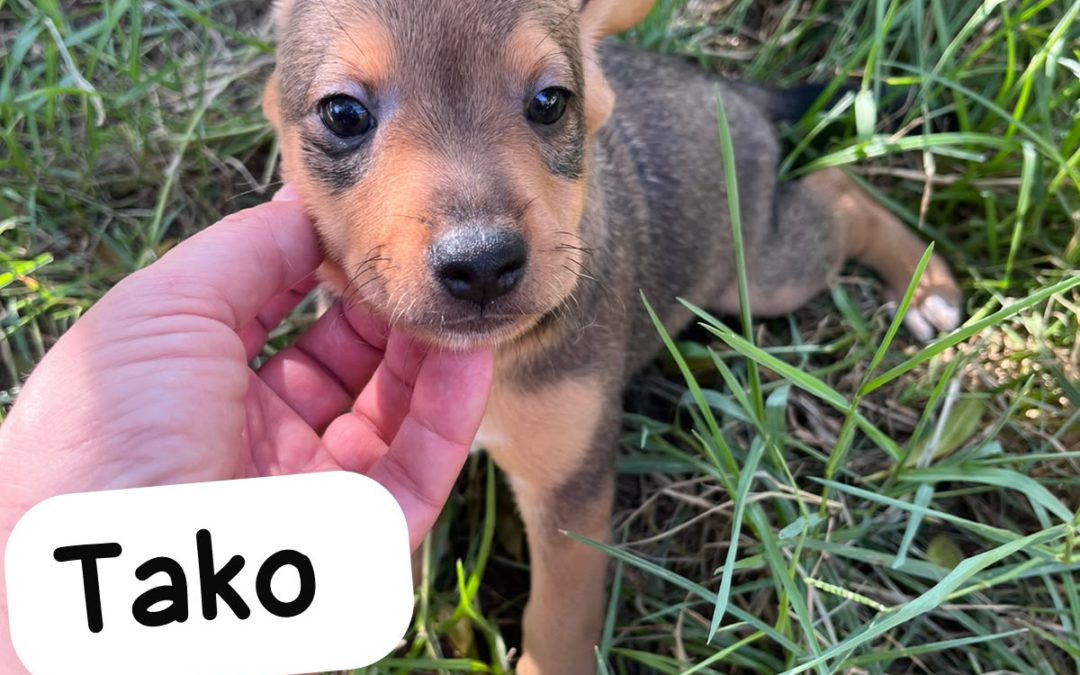 Tako