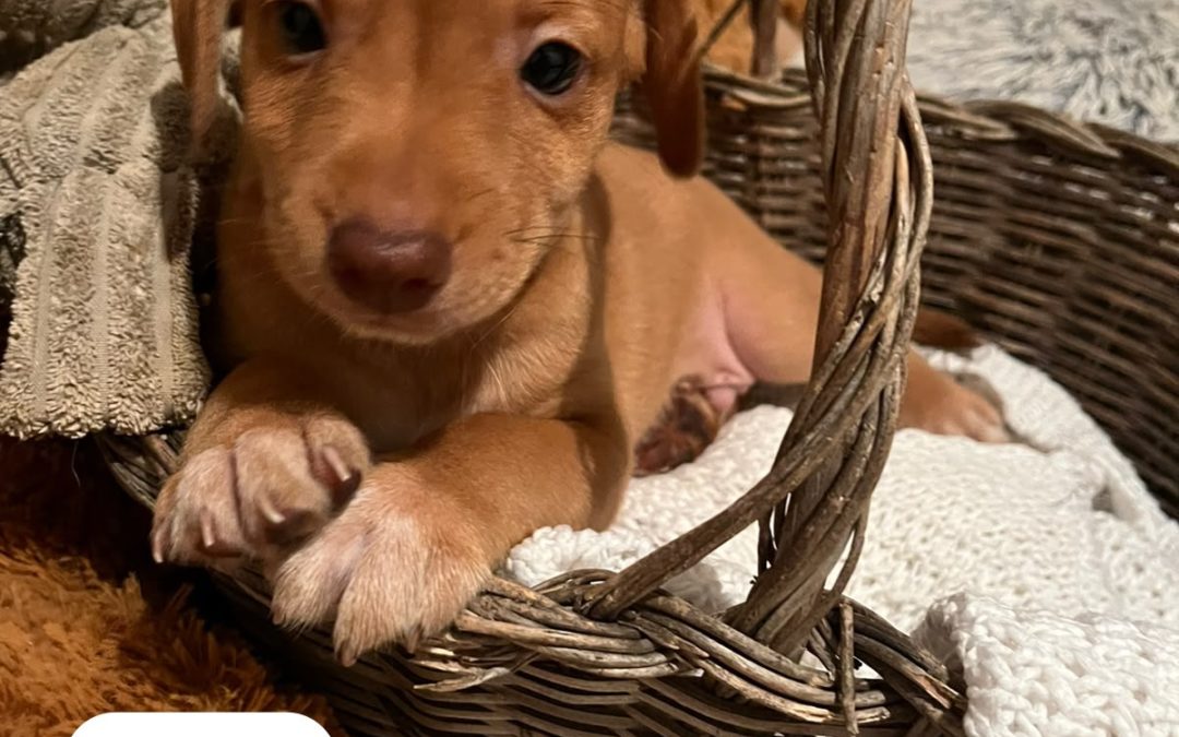 Tiko