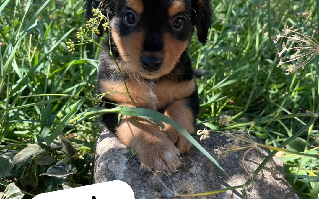 Rocky