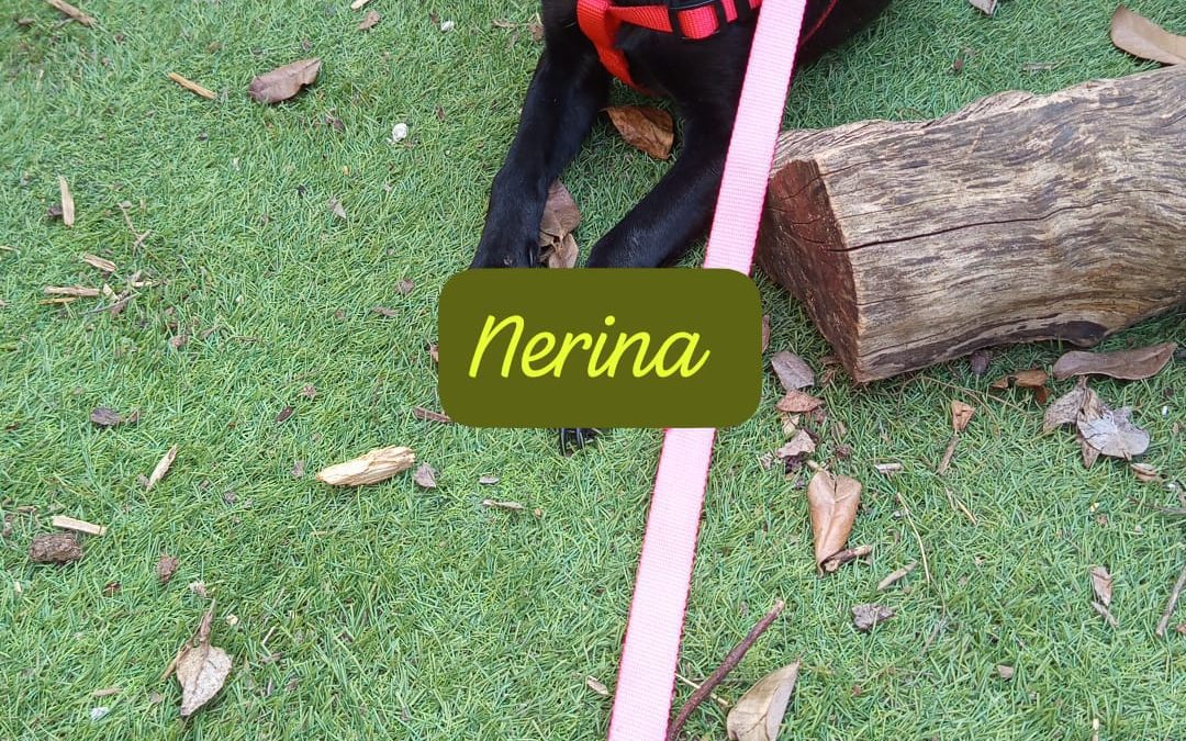 Nerina
